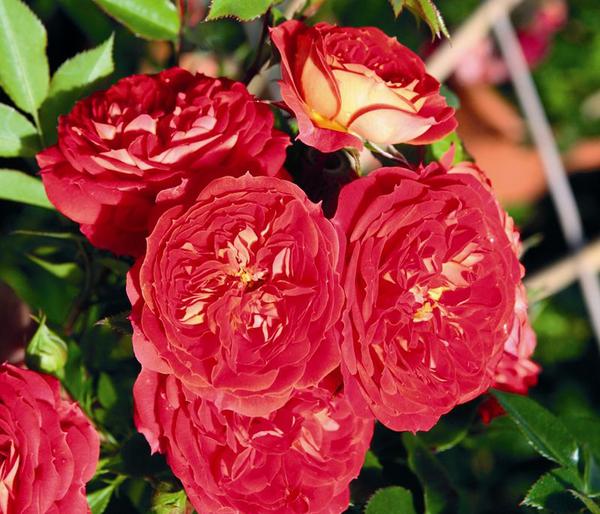 Zwerg-Kletterrose 'Starlet® Carmen®'