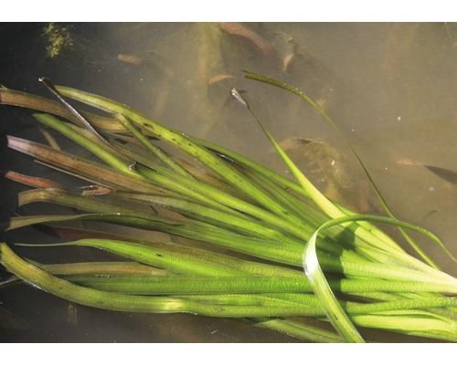 Reuze Vallisneria - Vallisneria australis gigantea