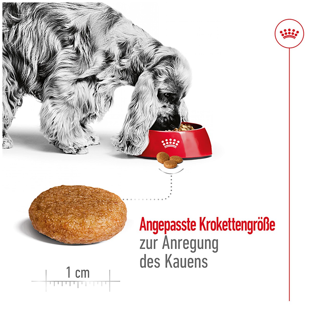 ROYAL CANIN Medium Adult 4 kg