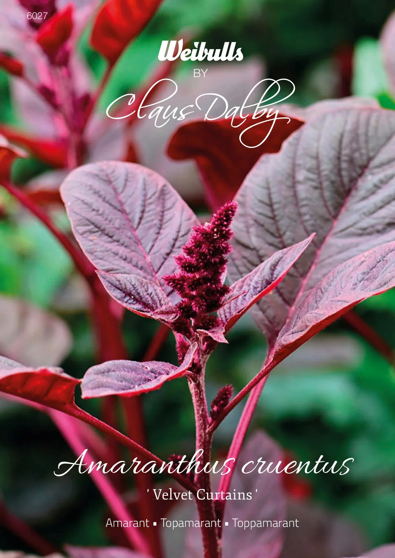 Amaranthus cruentus 'Velvet curtains' Amaranth 'Fløyelsgardiner'