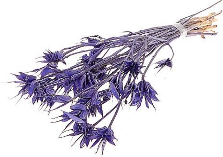Droogbloemen bos Nigella paars H 35 cm