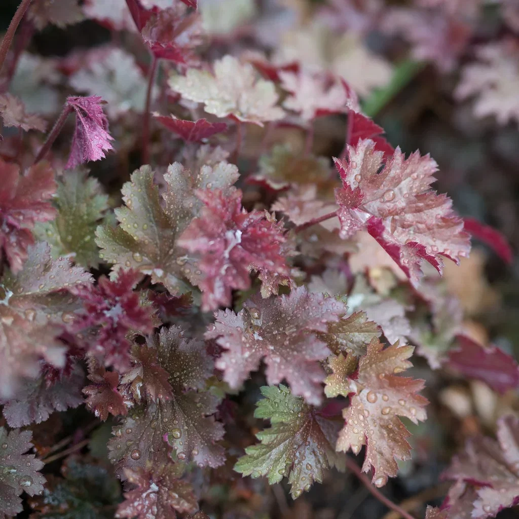 Heuchera 'Melting Fire' Alunrot 'Melting Fire' Ø11 cm
