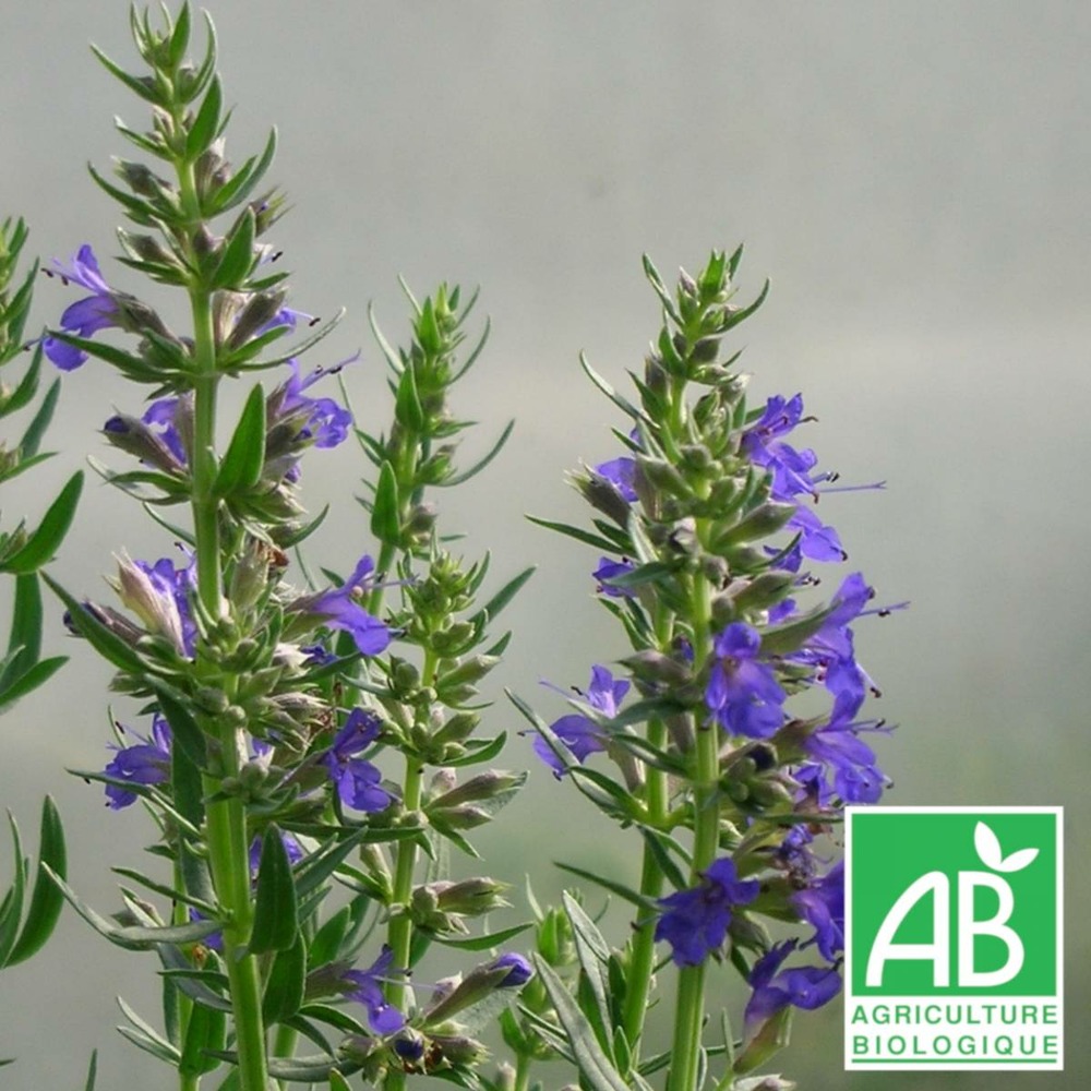 Hysope officinalis naine bio/hyssopus officinalis aristatus[-]godet