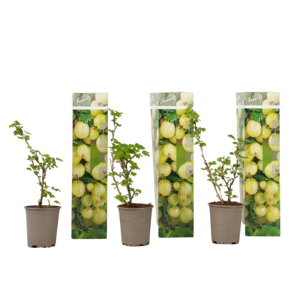 Kruisbes - Set van 3 - Ribes uva- crispa - Hoogte 25-40cm - ⌀9cm