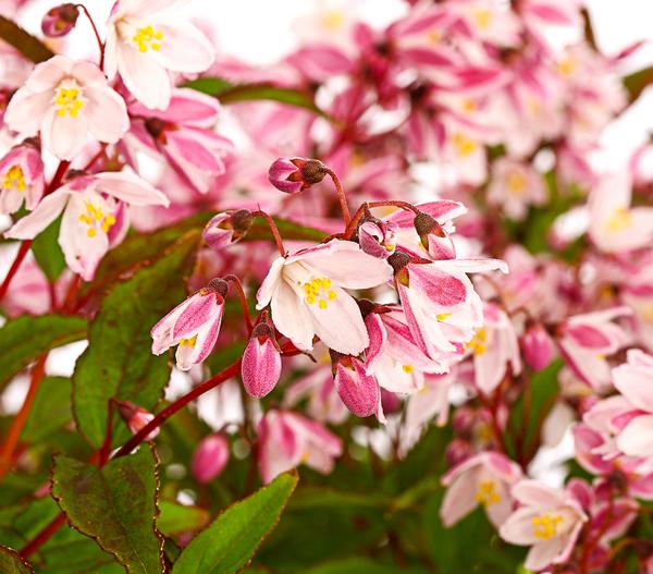 Rosa Maiblumenstrauch - Deutzie 'Yuki Cherry