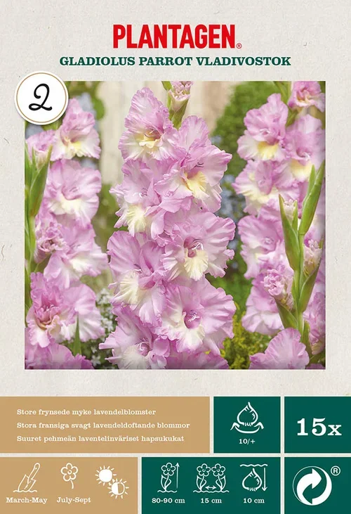 Plantagen Papegøye-gladiol ‘Vladivostok’ 15 kp