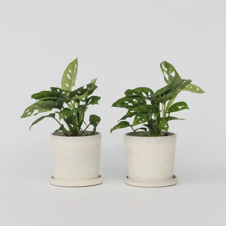 Apenmasker - Set van 2 - Monstera 'Monkey Mask' - Hoogte 25-30cm - ⌀12cm