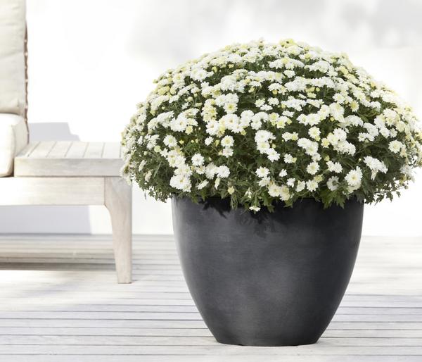 Ecopots Kunststoff-Topf Antwerp, rund