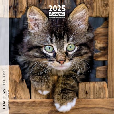 Calendrier mensuel 30x30 cm - 16 mois - Chatons