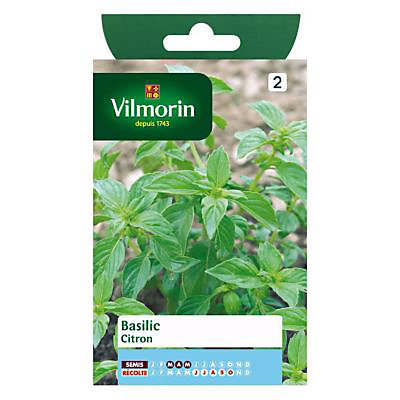 Graines de Basilic Citron