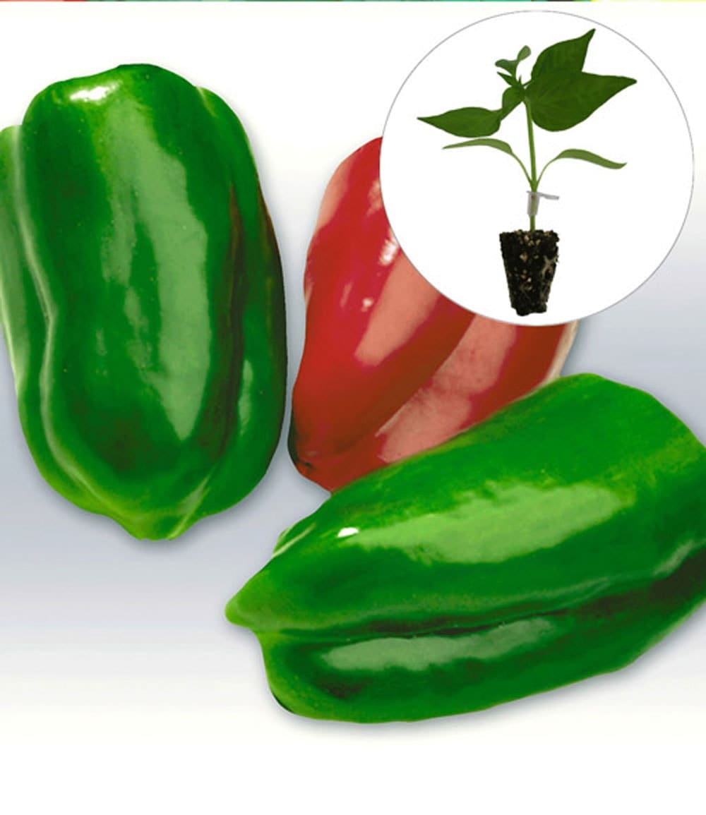 Veredelte Gemüse-Kollektion 'Ratatouille'