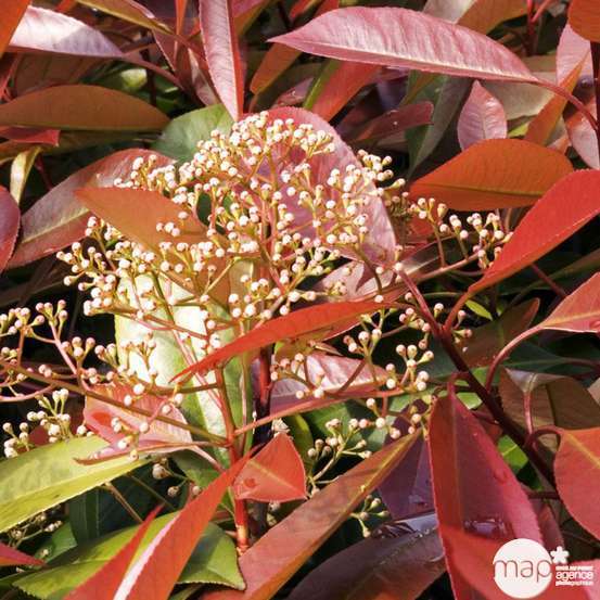Photinia x fraseri ' Red Robin ' : ctr 15 litres