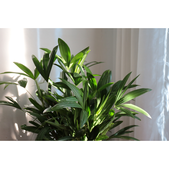 Palmier, Raphis excelsa - pot D24cm
