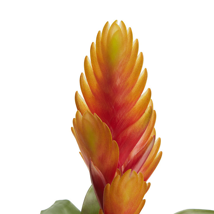 Bromélia, assortiment, pot 9cm