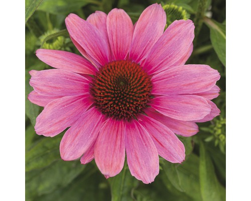 Zonnehoed Mix FloraSelf Echinacea purpurea H 30-40 cm Co 5 L diverse soorten
