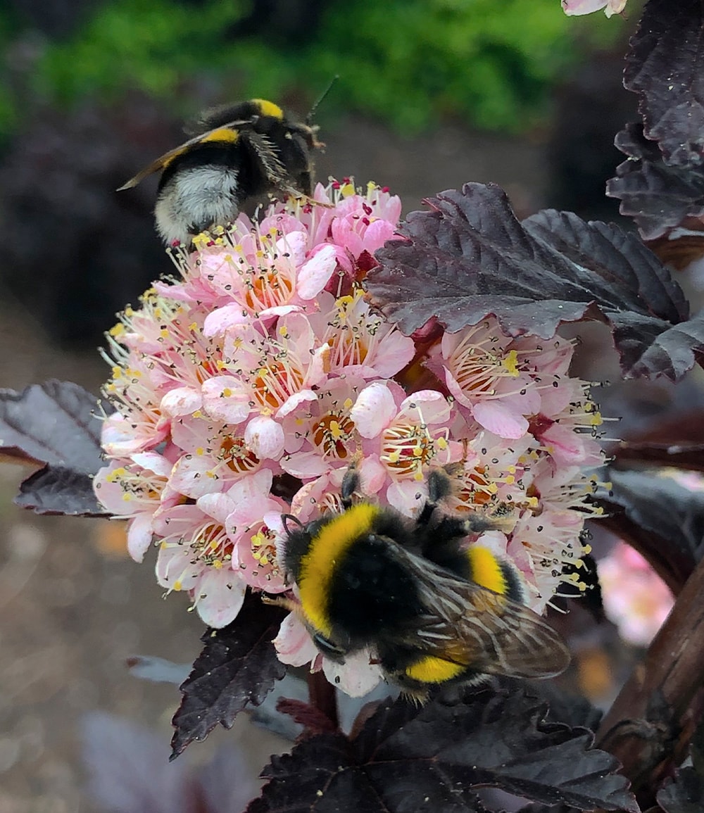 Physocarpus Fasanenspiere 'Panther®' im 3-Liter XL Topf