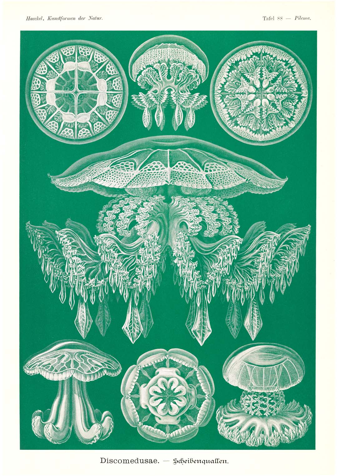 Discomedusae Grüne Quallen von Ernst Haeckel mit Rändern