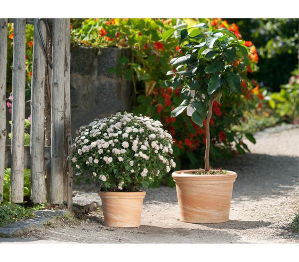 Spang Terrakotta-Topf Toscana, rund,