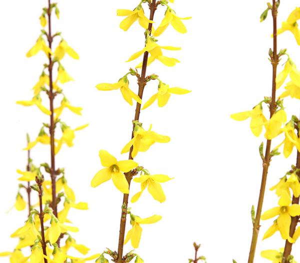 Forsythie 'Weekend'
