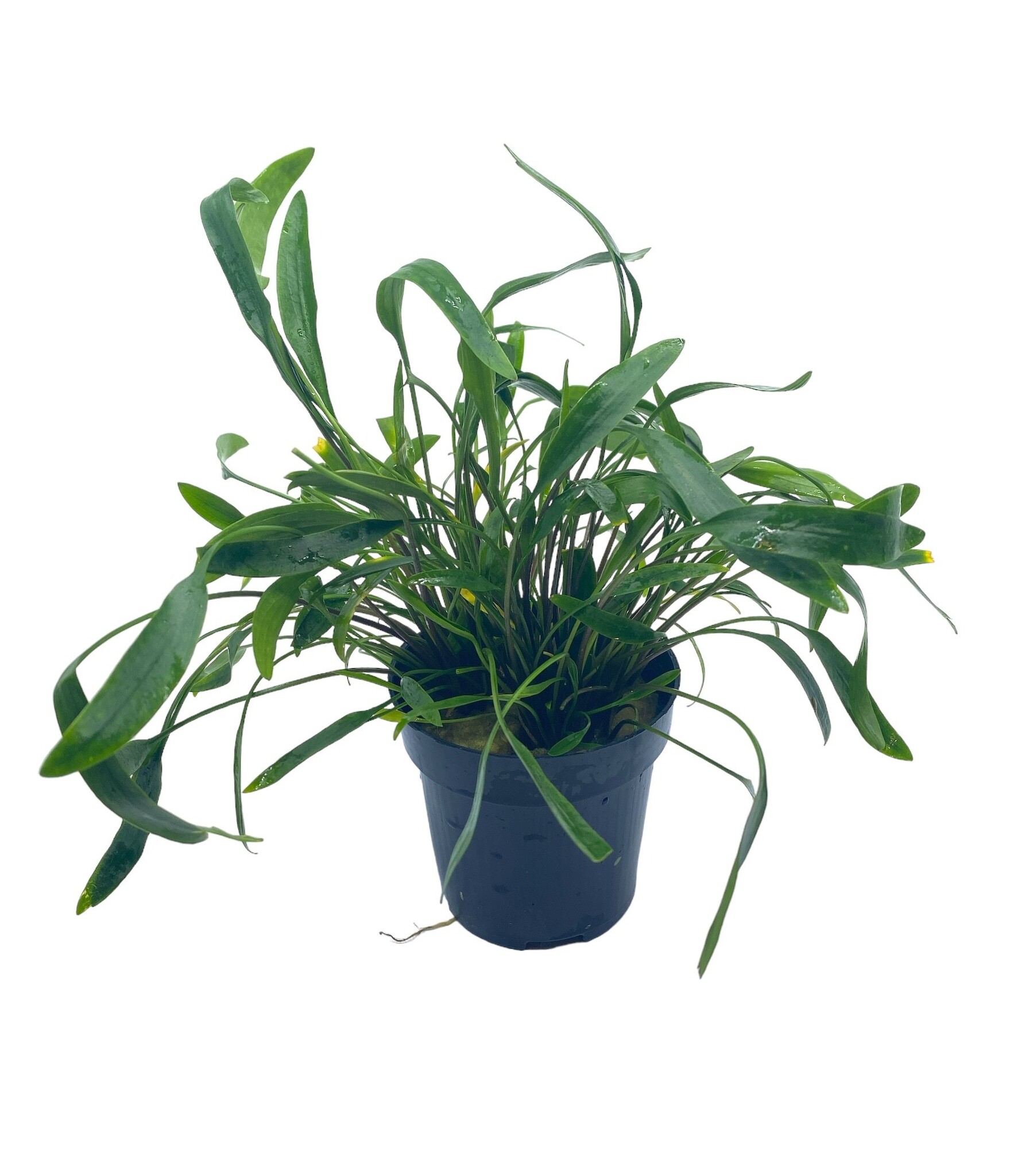 Waterplant Cryptocoryne XL - Extra Groot