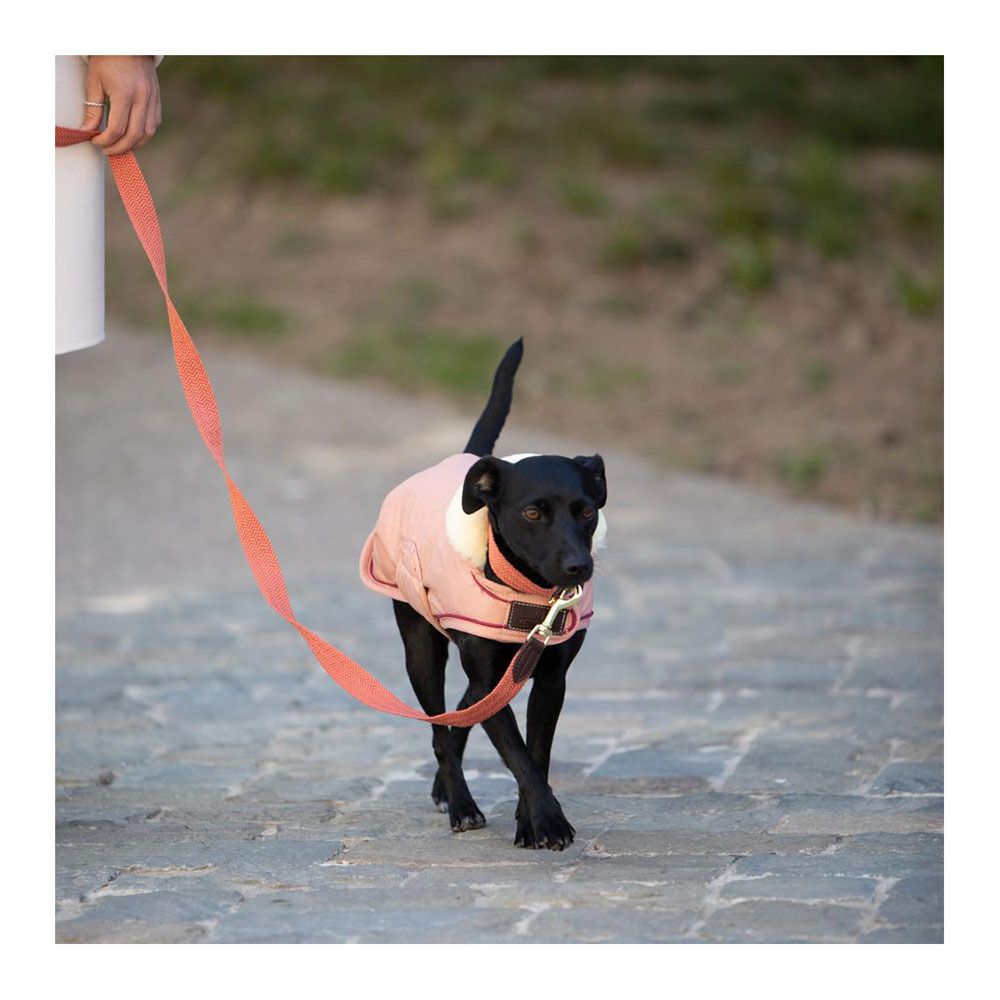 Kentucky JACQUARD - Laisse pour chien terre cuite