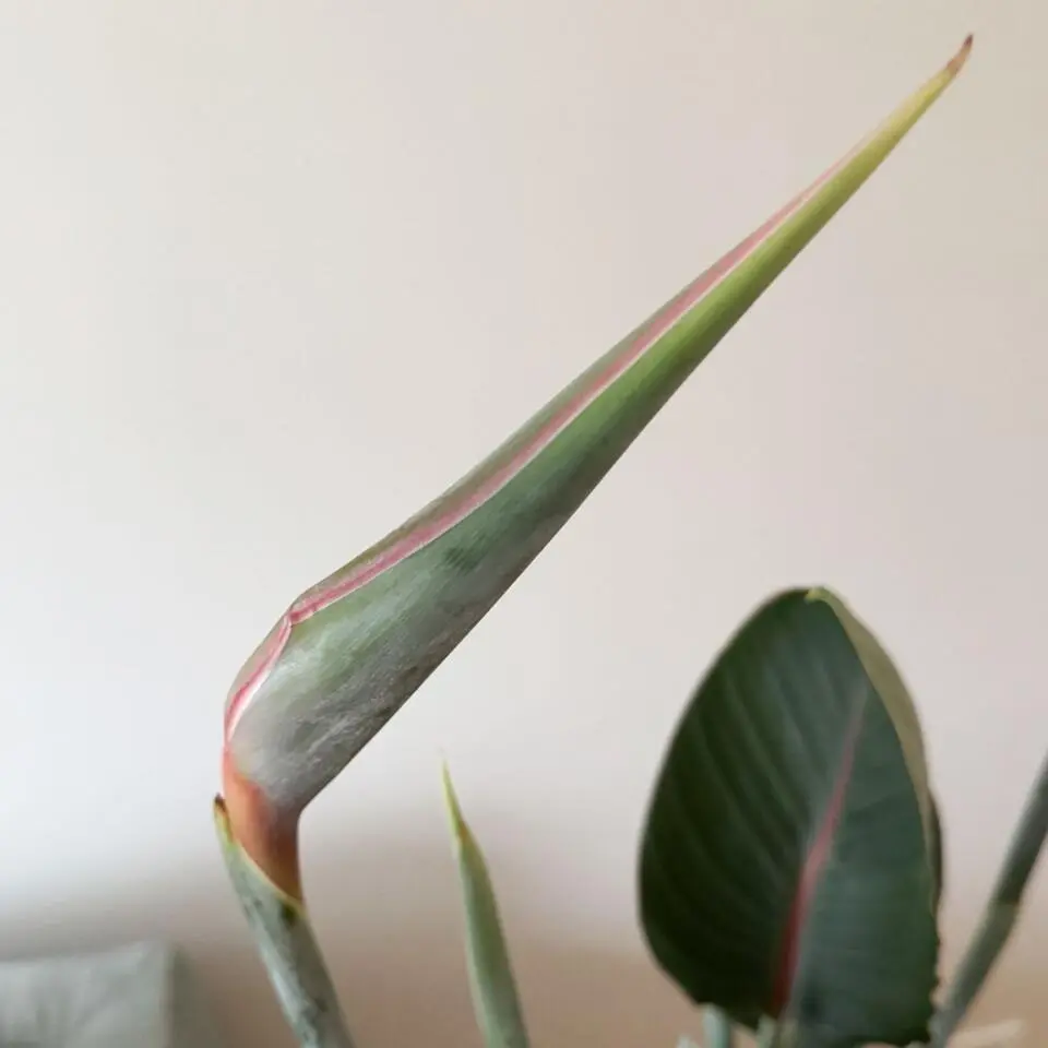 Paradijsvogelbloem - Strelitzia reginae - met bloemen - Hoogte 70-100cm - Ø19cm