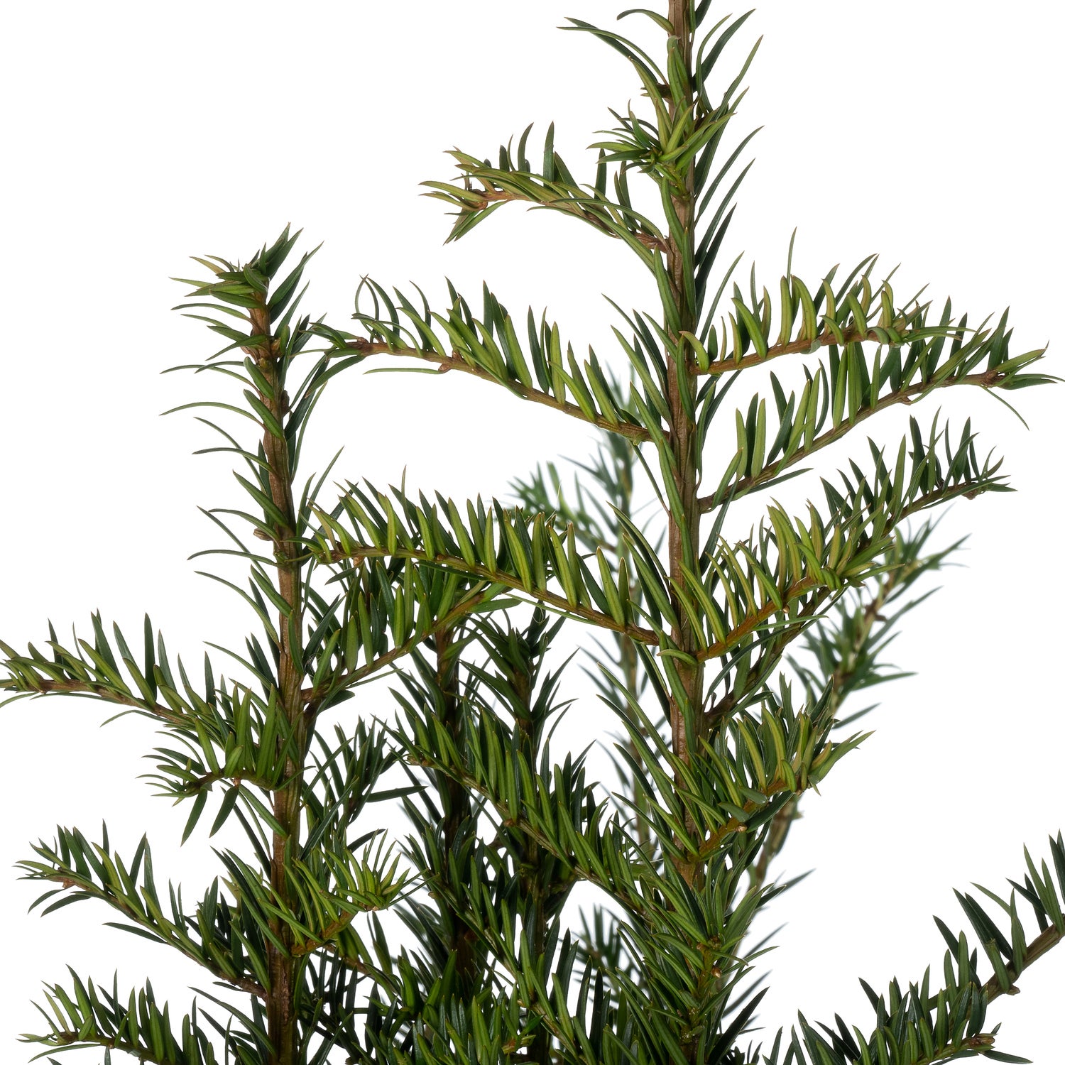 Taxus (Taxus baccata) D 30 H 120 cm