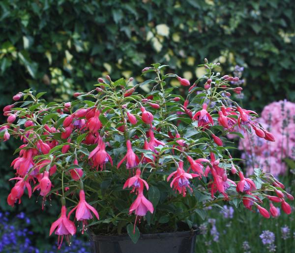 Winterharte Fuchsie, verschiedene Sorten