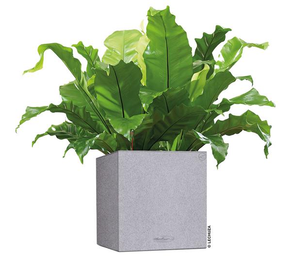 LECHUZA® Kunststoff-Topf Canto Stone,
