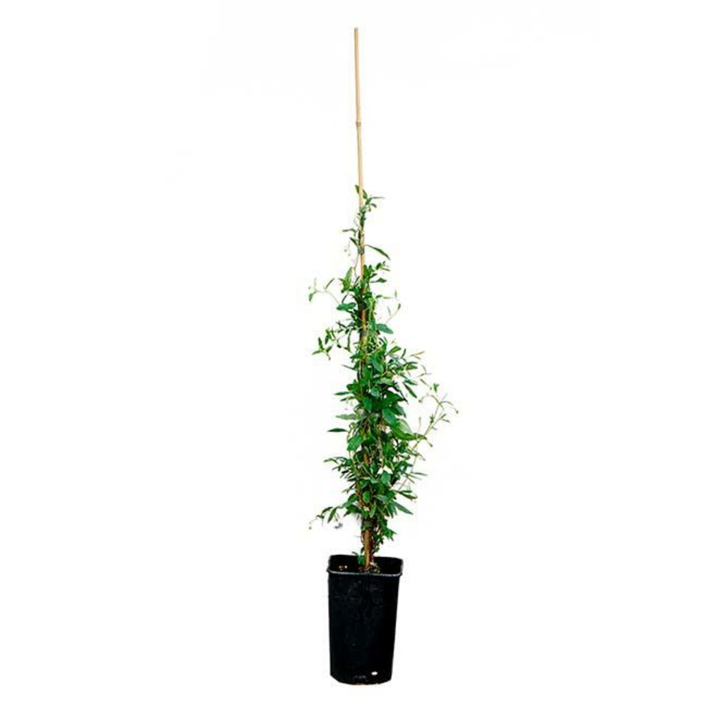 Sollya heterophylla 