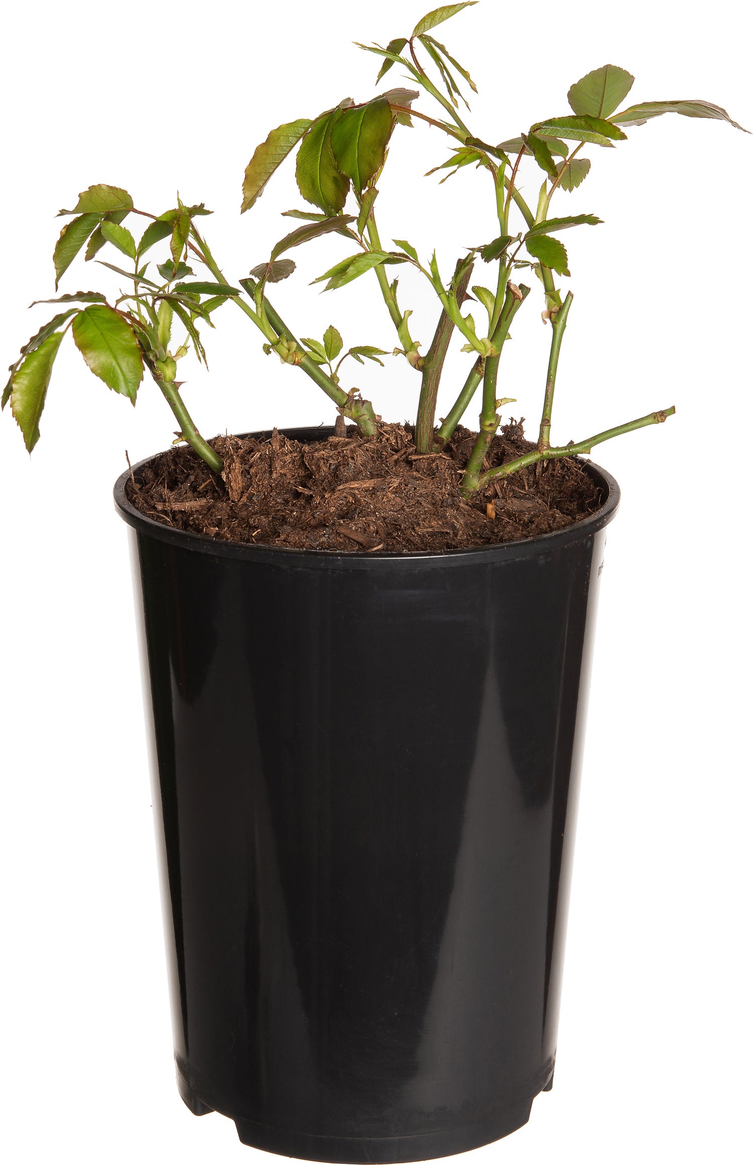 Roos (Rosa) wit D 19 H 30 cm