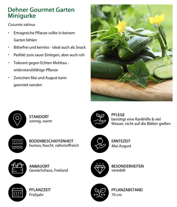 Dehner Gourmet Garten Minigurke, veredelt