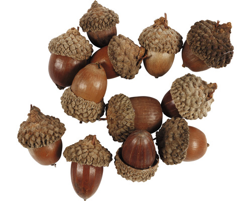 Eikeltjes knutselen, 12 stuks
