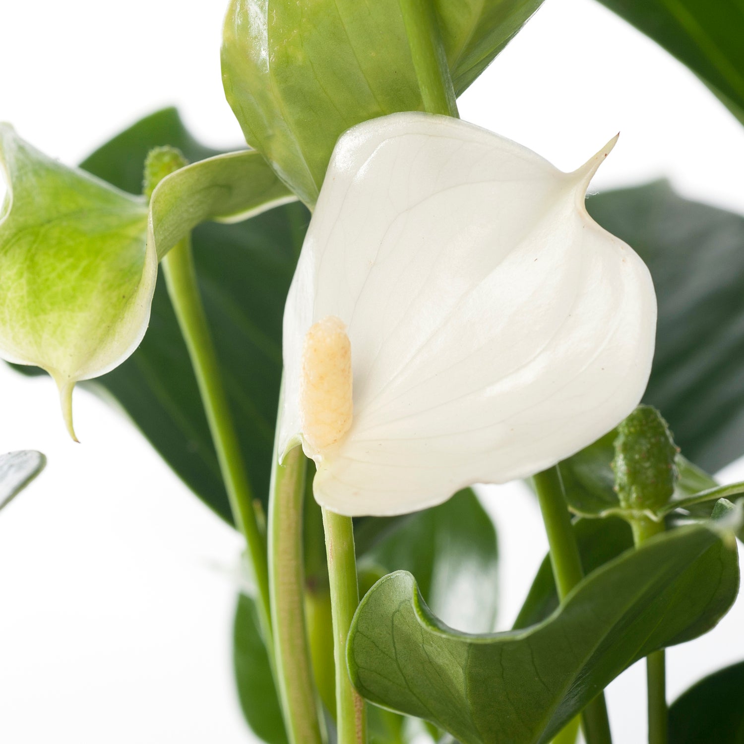 Flamingoplant (Anthurium andreanum 'White Champion') D 9 H 30 cm