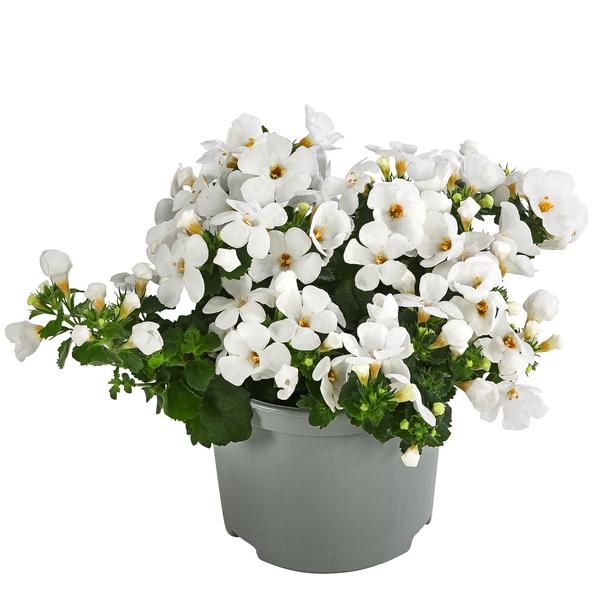 Schneeflockenblume