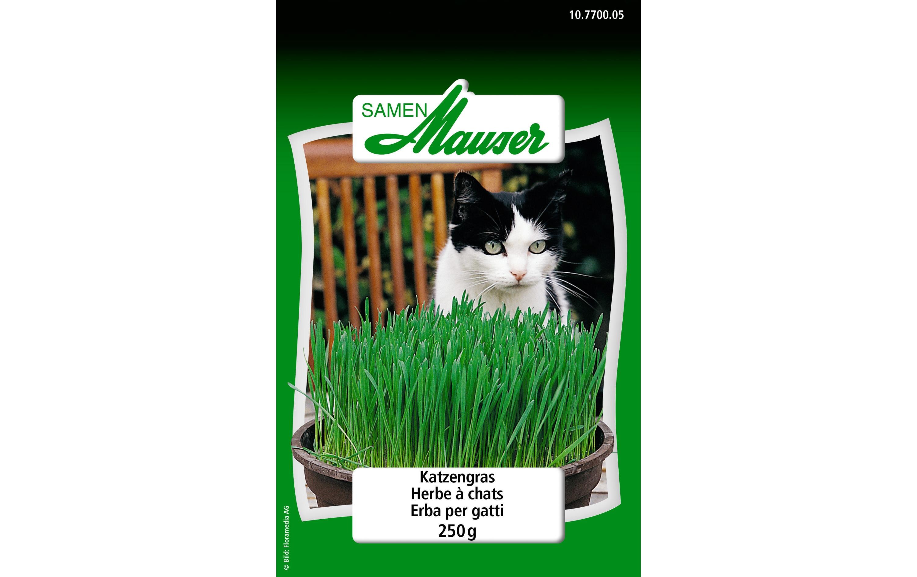 Samen Katzengras 250gGemüsesamen