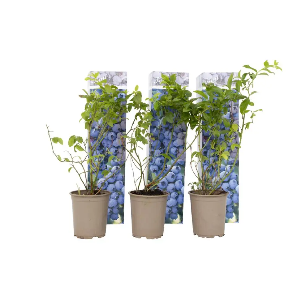 Blauwe bessen - Set van 6 - Vaccinium 'Sunshine Blue' - Hoogte 25-40cm - ⌀9cm
