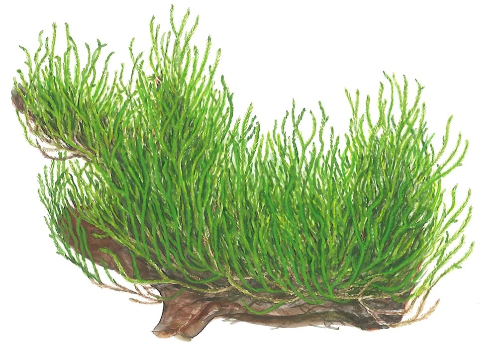 Waterplant Taxiphyllum sp. Flame Moss