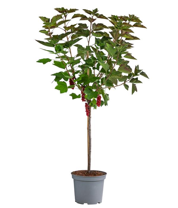 Johannisbeere 'Rovada'