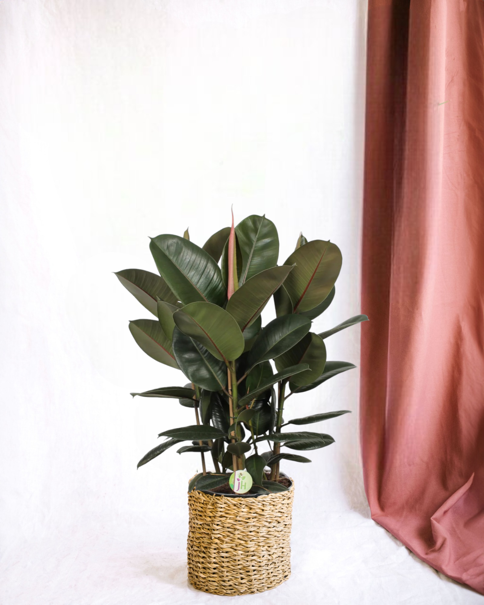 Plante d'intérieur - ficus 'robusta' h90cm 90cm