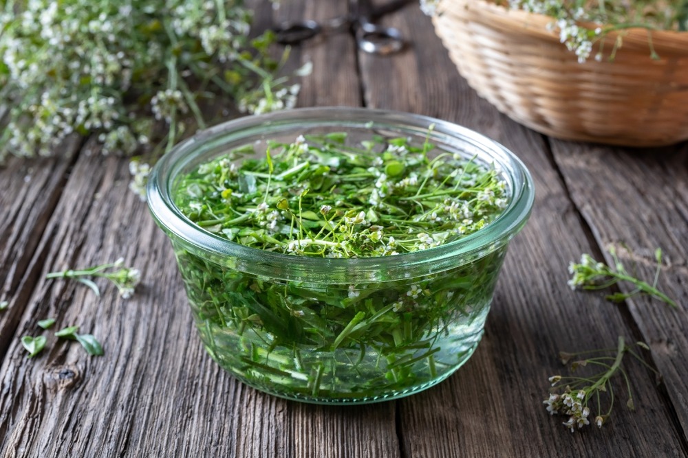 Jardin dans le sac - la bourse-à-pasteur - 1000 graines - capsella bursa-pastoris