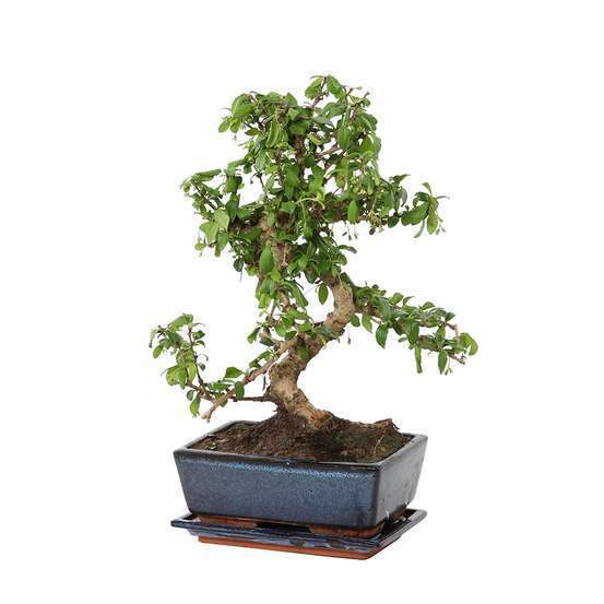 Bonsaï d'intérieur : forêt ficus 8 ans, soucoupe.