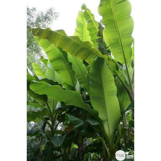 Musa Basjoo : C15L