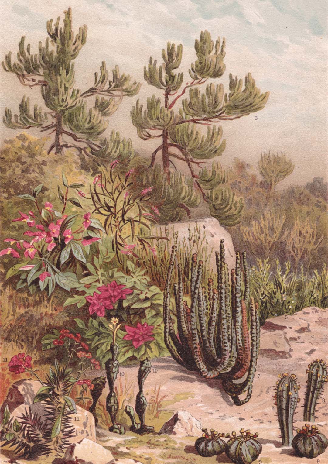 Euphorbiaceen von Astër