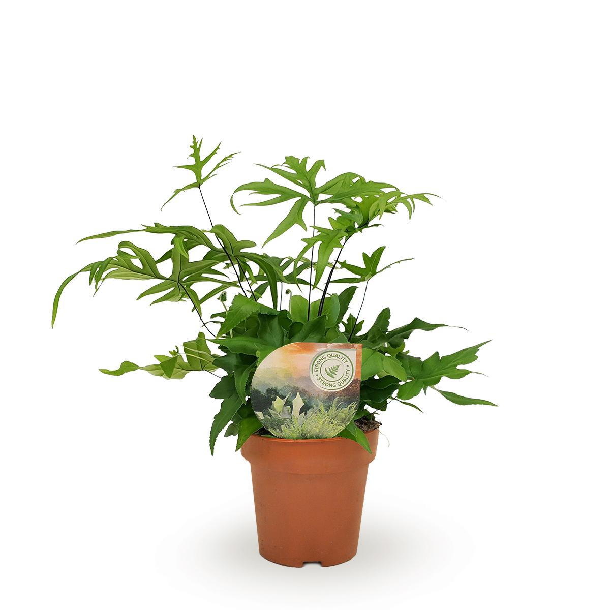 Plante d'intérieur - doryopteris pedata 35.0cm