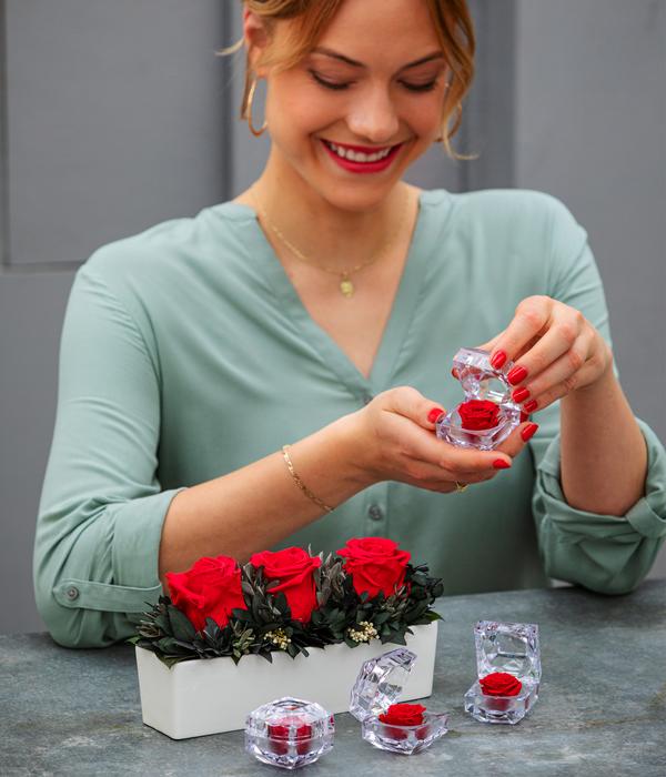 Dehner Longlife-Rose in Juwelenbox, ca. Ø3,5