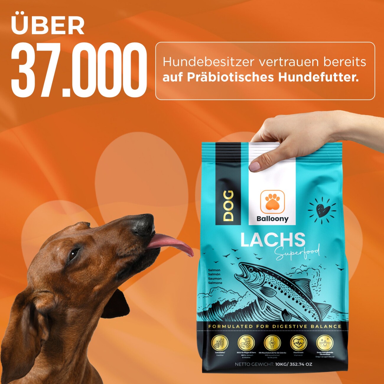 Balloony.pet Balloony Hundefutter Lachs