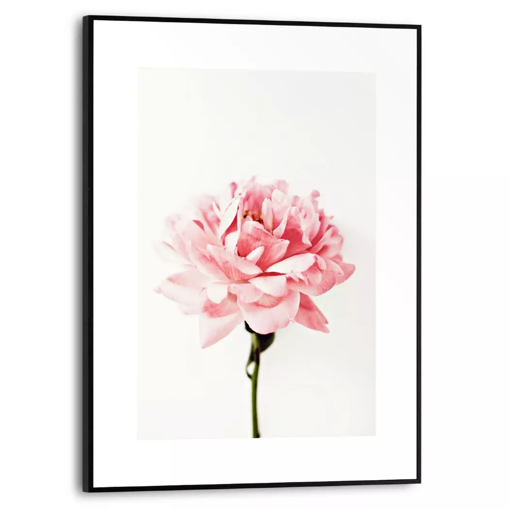 Wandbild 30 x 40 cm Pink Rose