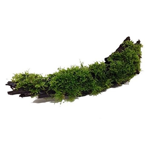 Waterplant Driftwood S met Vesicularia dubyana