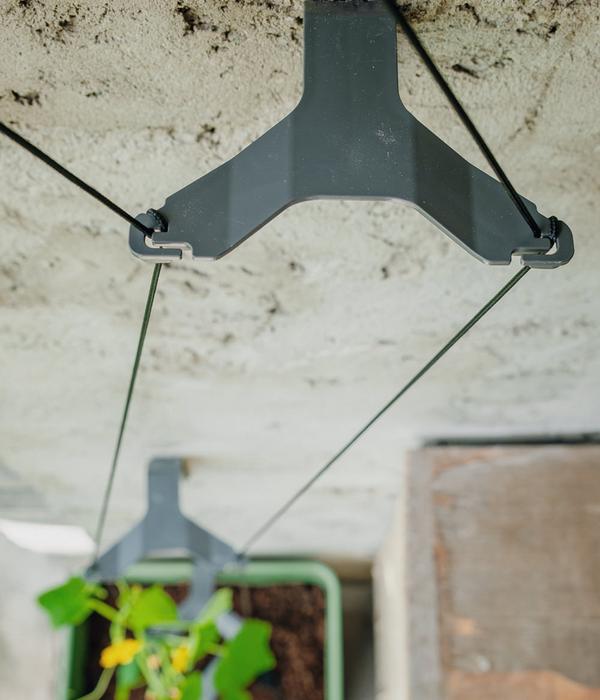 Gusta Garden Gurken-Topf Curt Cucumber, ca.